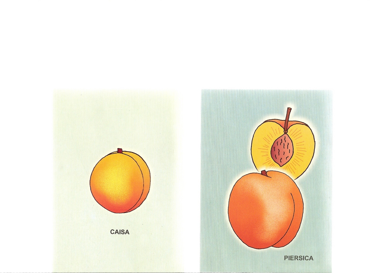 fructe-cartonase0002.jpg